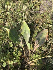 Limonium platyphyllum