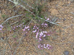 Muraltia juniperifolia