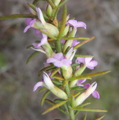 Muraltia juniperifolia
