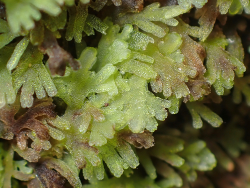 Riccardia multifida