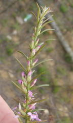 Muraltia juniperifolia