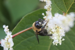 Xylocopa virginica