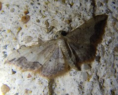 Idaea efflorata