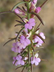 Muraltia juniperifolia