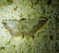 Idaea efflorata