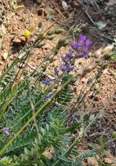 Oxytropis coerulea