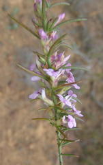 Muraltia juniperifolia