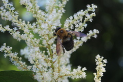 Xylocopa virginica