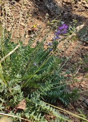 Oxytropis coerulea