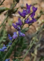 Oxytropis coerulea
