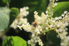 Apis mellifera