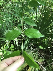 Philadelphus inodorus