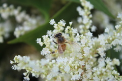 Apis mellifera