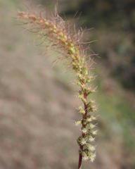 Holothrix burchellii