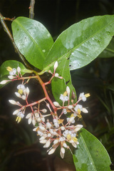 Ardisia costaricensis