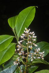 Ardisia costaricensis