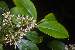 Ardisia costaricensis