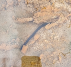 Haemopis sanguisuga