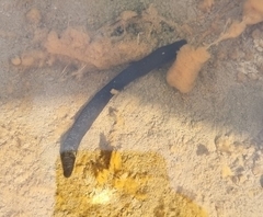 Haemopis sanguisuga
