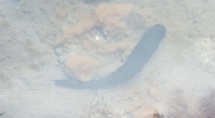 Haemopis sanguisuga