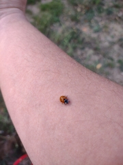 Coccinella septempunctata
