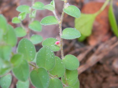 Indigofera cordifolia