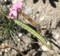 Euchloe simplonia