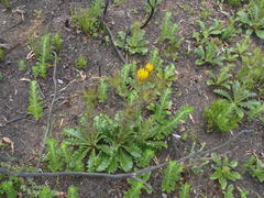 Berkheya carlinoides
