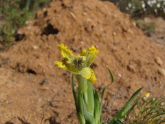 Ferraria macrochlamys serpentina