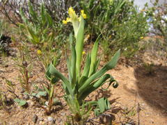 Ferraria macrochlamys serpentina