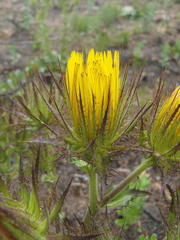 Berkheya carlinoides