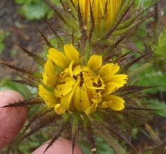 Berkheya carlinoides
