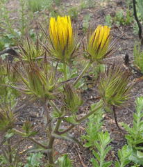 Berkheya carlinoides