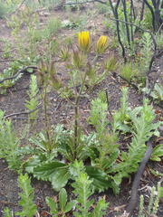 Berkheya carlinoides
