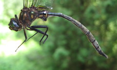 Somatochlora williamsoni