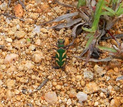 Cicindela calligramma