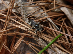 Laphria cinerea