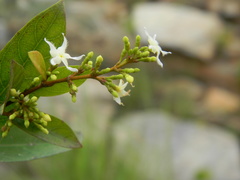 Ichnocarpus frutescens