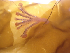 Haliclystus auricula