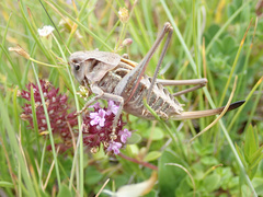 Decticus verrucivorus verrucivorus
