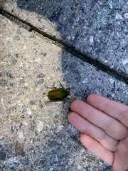 Cotinis nitida
