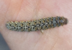 Polygrammate