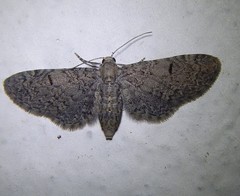 Eupithecia ultimaria
