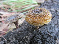 Lentinus stuppeus