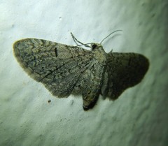 Eupithecia ultimaria