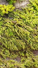 Pterigynandrum filiforme