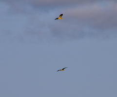 Nycticorax nycticorax
