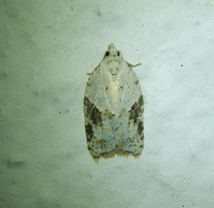 Acleris kochiella