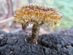 Lentinus stuppeus