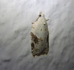 Acleris kochiella